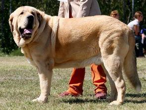 世界上大型犬，你见过几个？