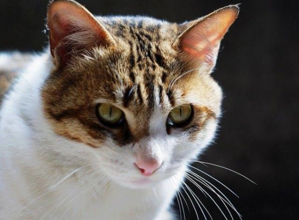 每日一读：猫咪品种——四川简州猫