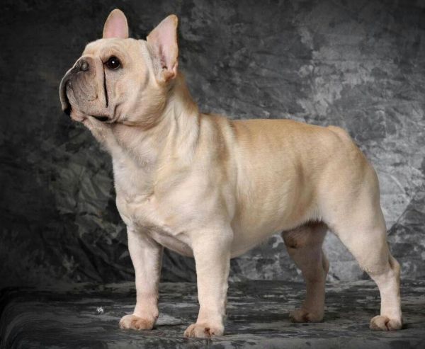 以及 法牛(french bulldog)是一种聪明,活泼,肌肉发达地狗,骨骼沉重