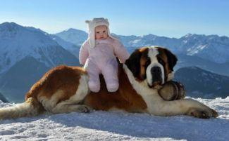 世界上大型犬，你见过几个？